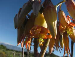 Image of Cotyledon orbiculata var. spuria (L.) Tölken