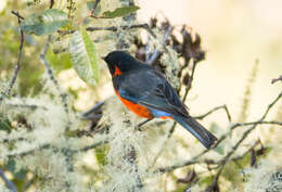 صورة Anisognathus igniventris (d'Orbigny & Lafresnaye 1837)