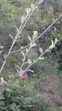 Malacomeles nervosa (Decne.) G. N. Jones的圖片