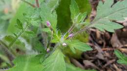 Image of variableleaf collomia