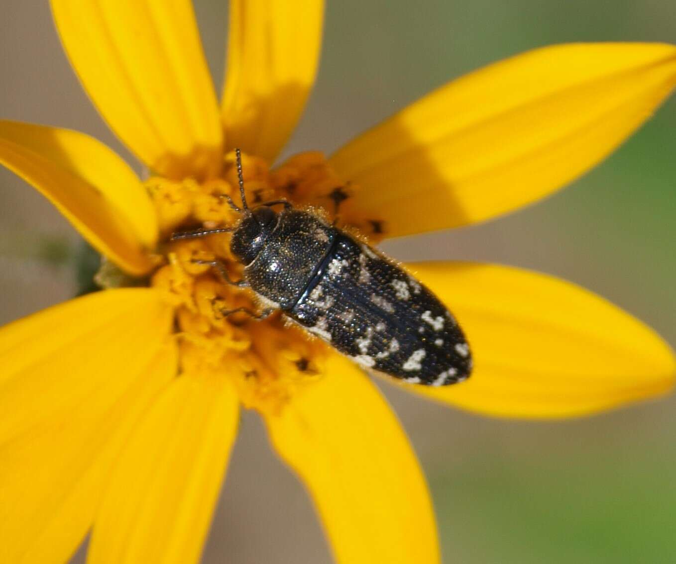 Imagem de Acmaeodera obtusa Horn 1878