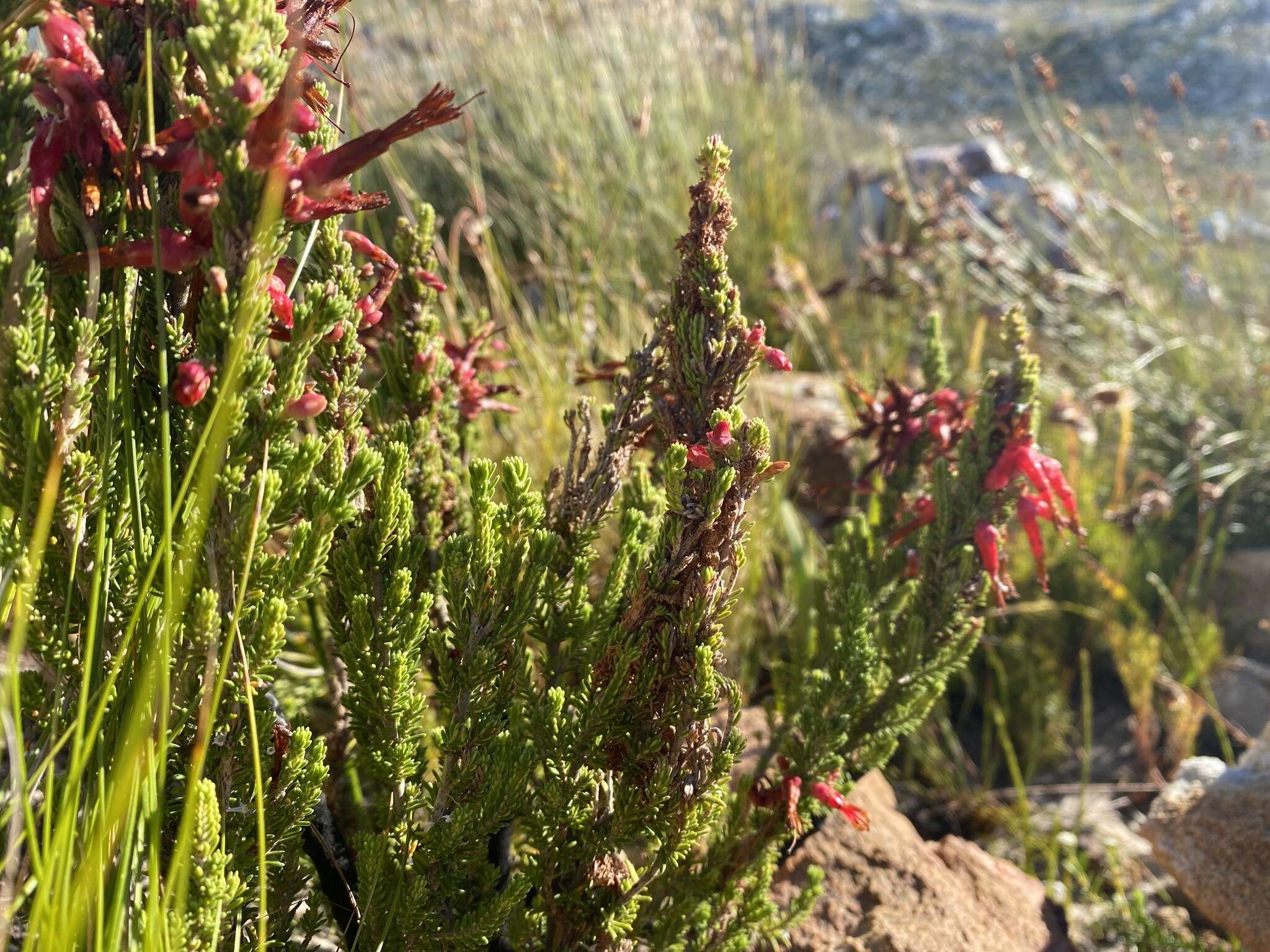 Image of <i>Erica monadelphia</i>