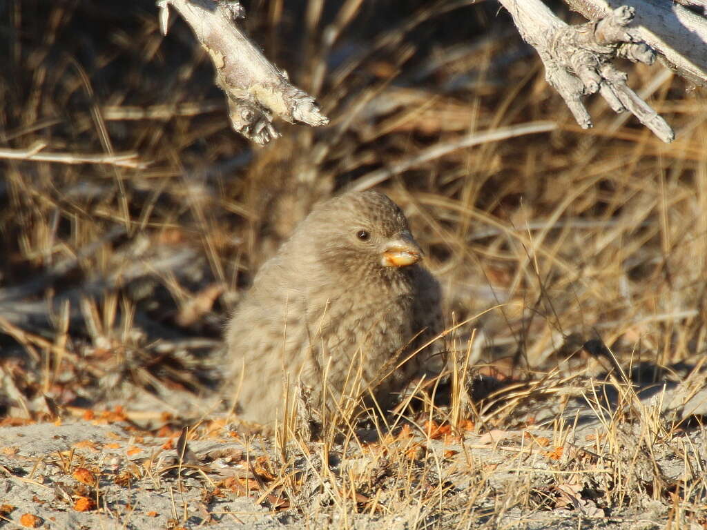 Image of Great Rosefinch