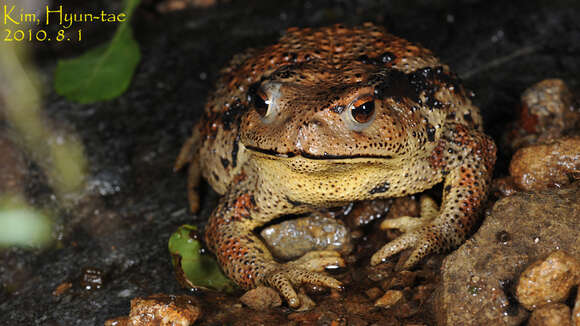 Image of Asiatic Toad