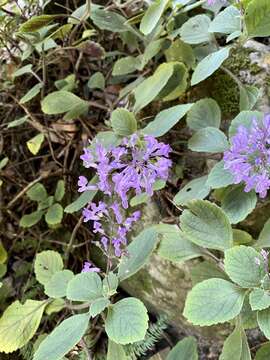 Image de Plectranthus malvinus van Jaarsv. & T. J. Edwards