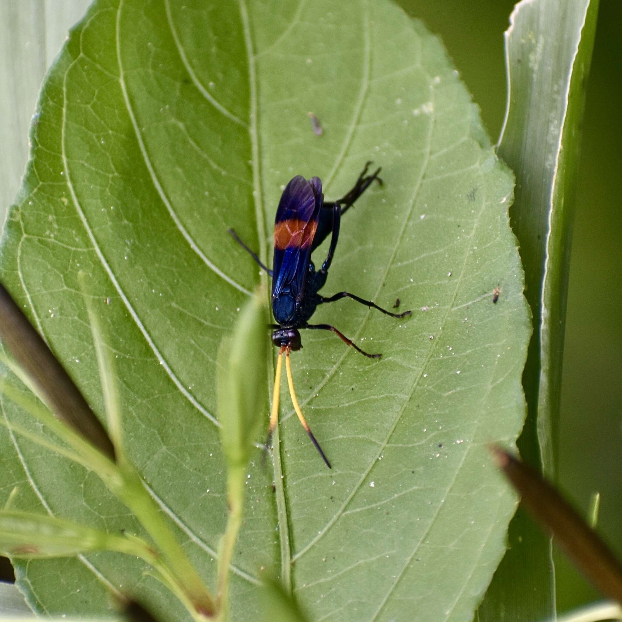 Image of Compsocryptus fasciipennis (Brulle 1846)