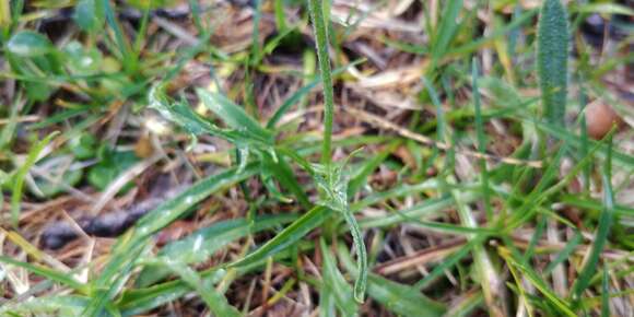 Image of Crepis jacquinii Tausch