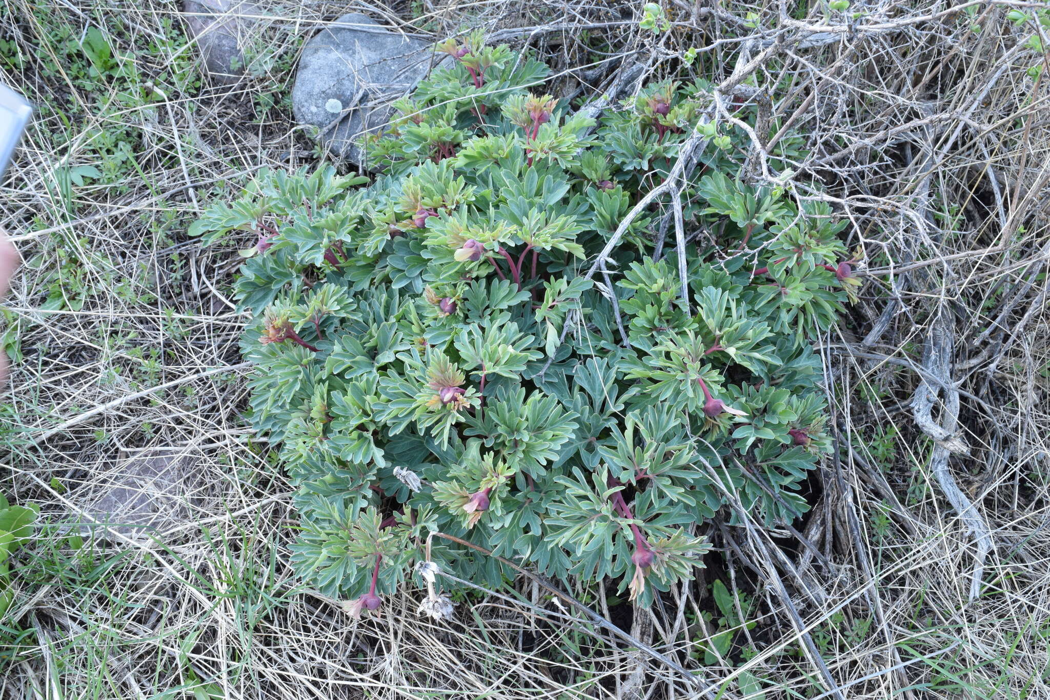 Sivun Paeonia brownii Dougl. kuva