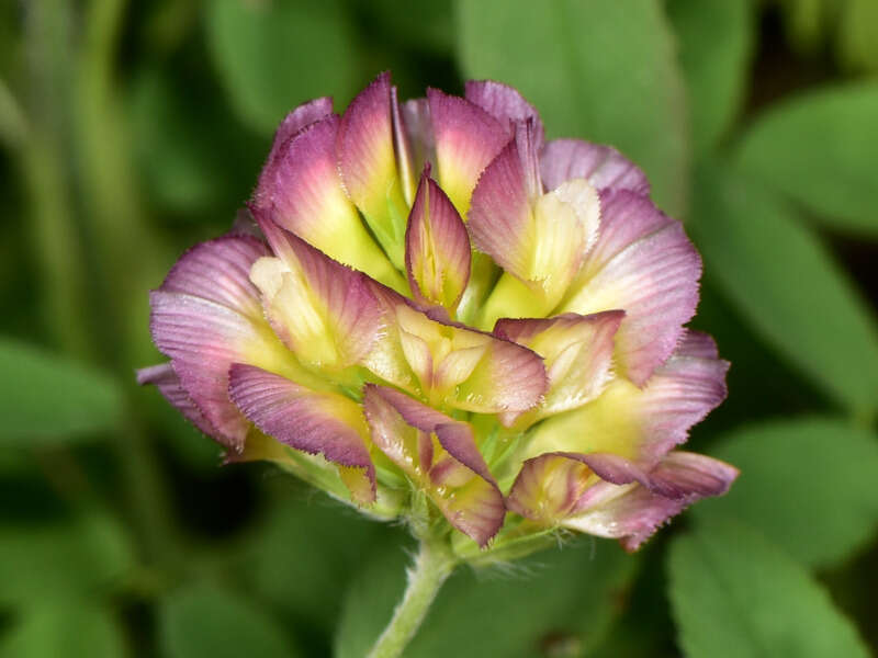 Imagem de Trifolium grandiflorum Schreb.