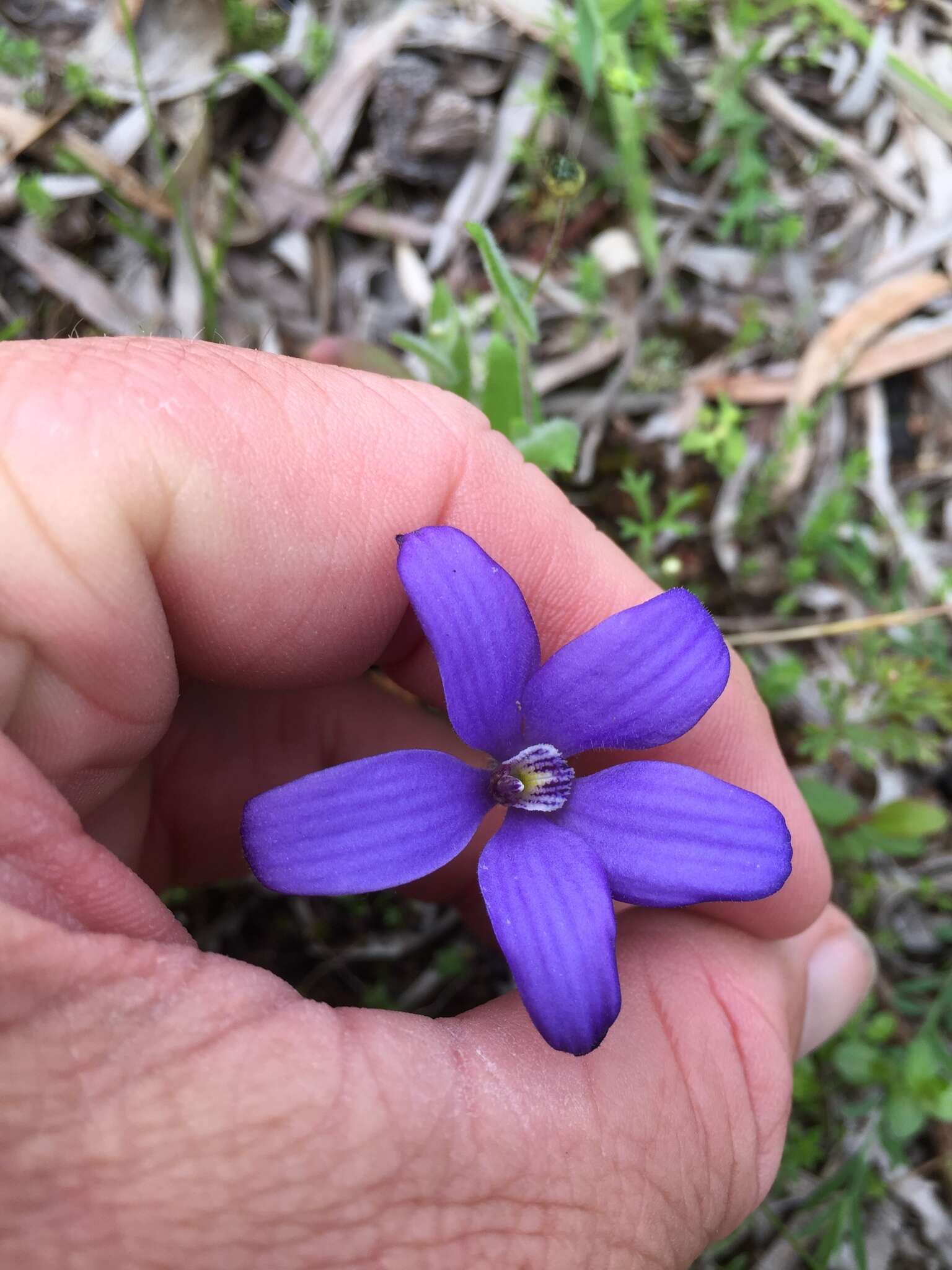 Caladenia gemmata Lindl.的圖片