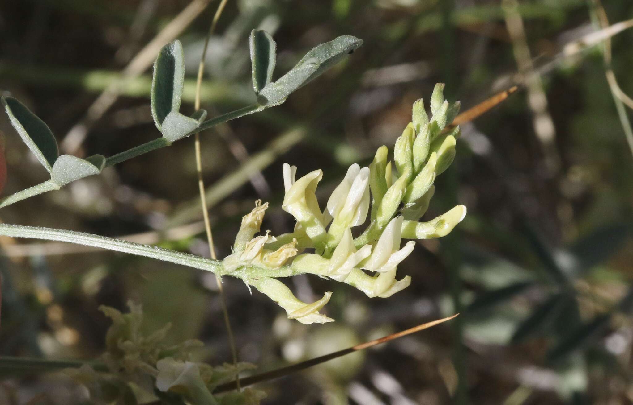 Image of northern freckled milkvetch