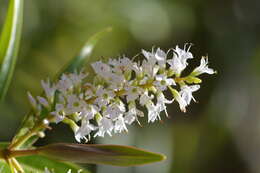 Image of Veronica ligustrifolia A. Cunn.