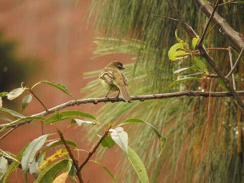 Image of White-throated Tyrannulet