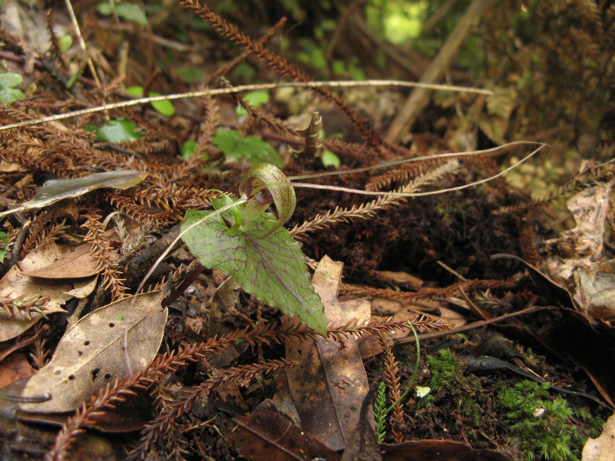 Image of Dancing spider orchid