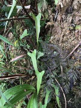 Imagem de Dioscorea hamiltonii Hook. fil.