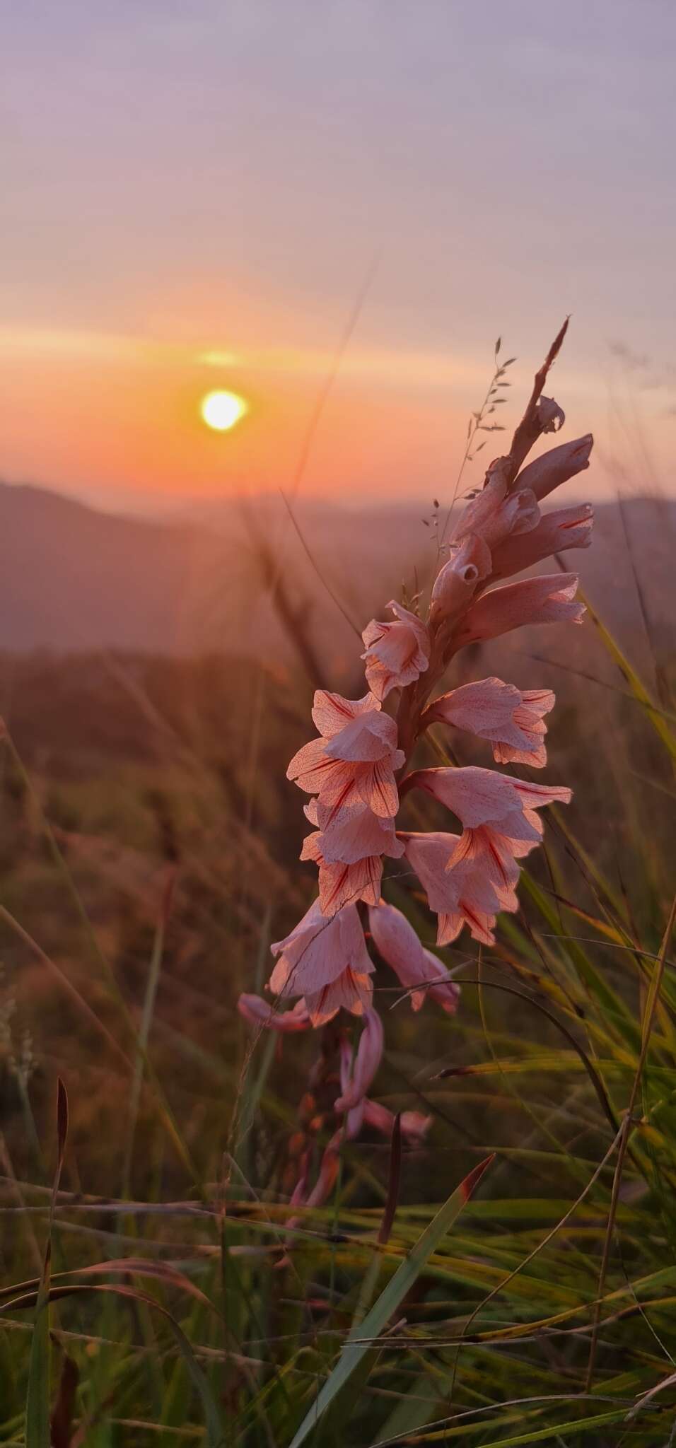 Plancia ëd Gladiolus hollandii L. Bolus