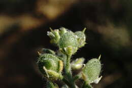 Слика од Alyssum hirsutum M. Bieb.