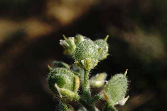 Слика од Alyssum hirsutum M. Bieb.