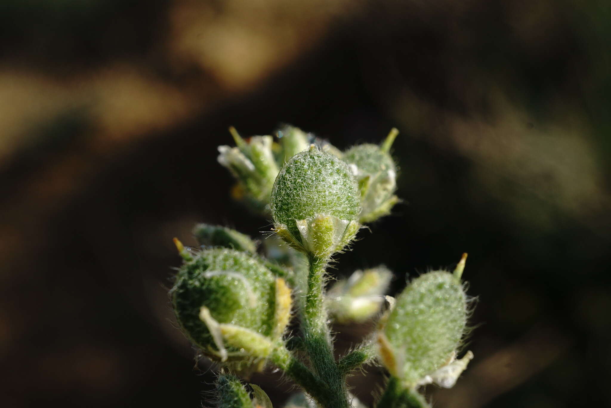 Image of Alyssum hirsutum M. Bieb.