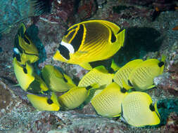 Image of Halfmoon Butterflyfish