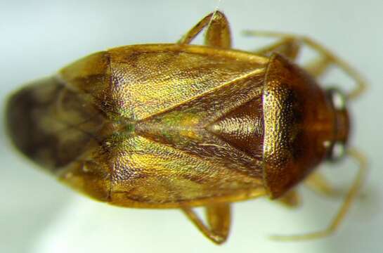 Image of Agnocoris