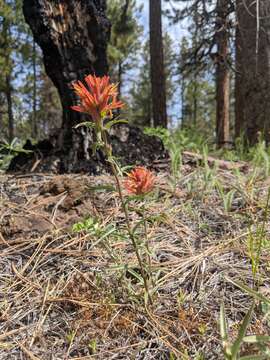 Image of Peck's Indian paintbrush