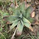 Image of Aloe thorncroftii Pole-Evans