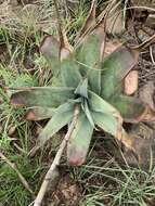 Image of Aloe thorncroftii Pole-Evans