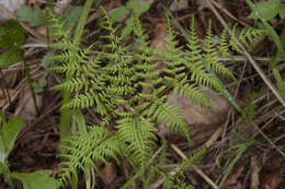 Plancia ëd Athyrium spinulosum (Maxim.) Milde