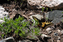 Image of <i>Papilio machaon bairdii</i>