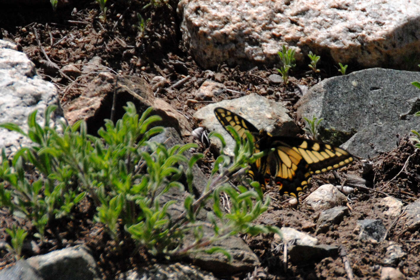 Image of <i>Papilio machaon bairdii</i>