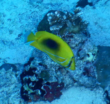 Image of Archer Butterflyfish