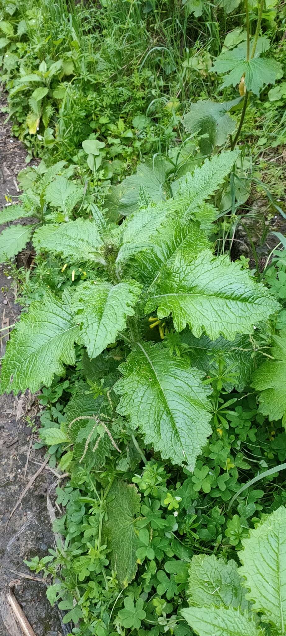 Carduus clavulatus Link的圖片