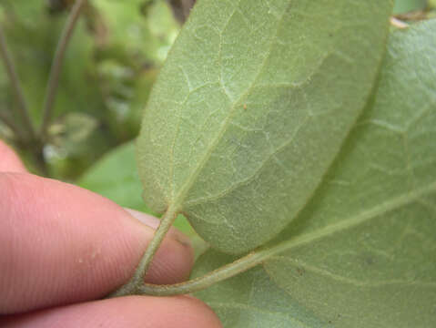 Image of Clematis parviflora A. Cunn.