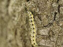 Image of blossom underwing