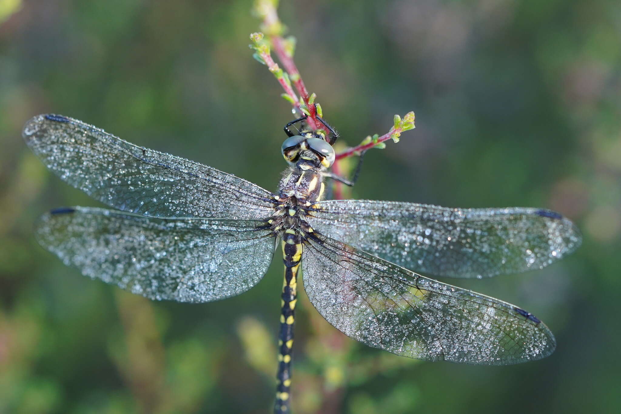 Image of Eusynthemis virgula (Selys 1874)