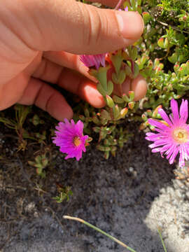 Image of Oscularia falciformis (Haw.) H. E. K. Hartm.