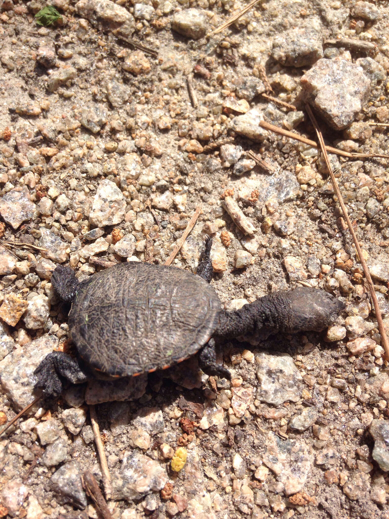 Image of Common Snake-necked Turtle