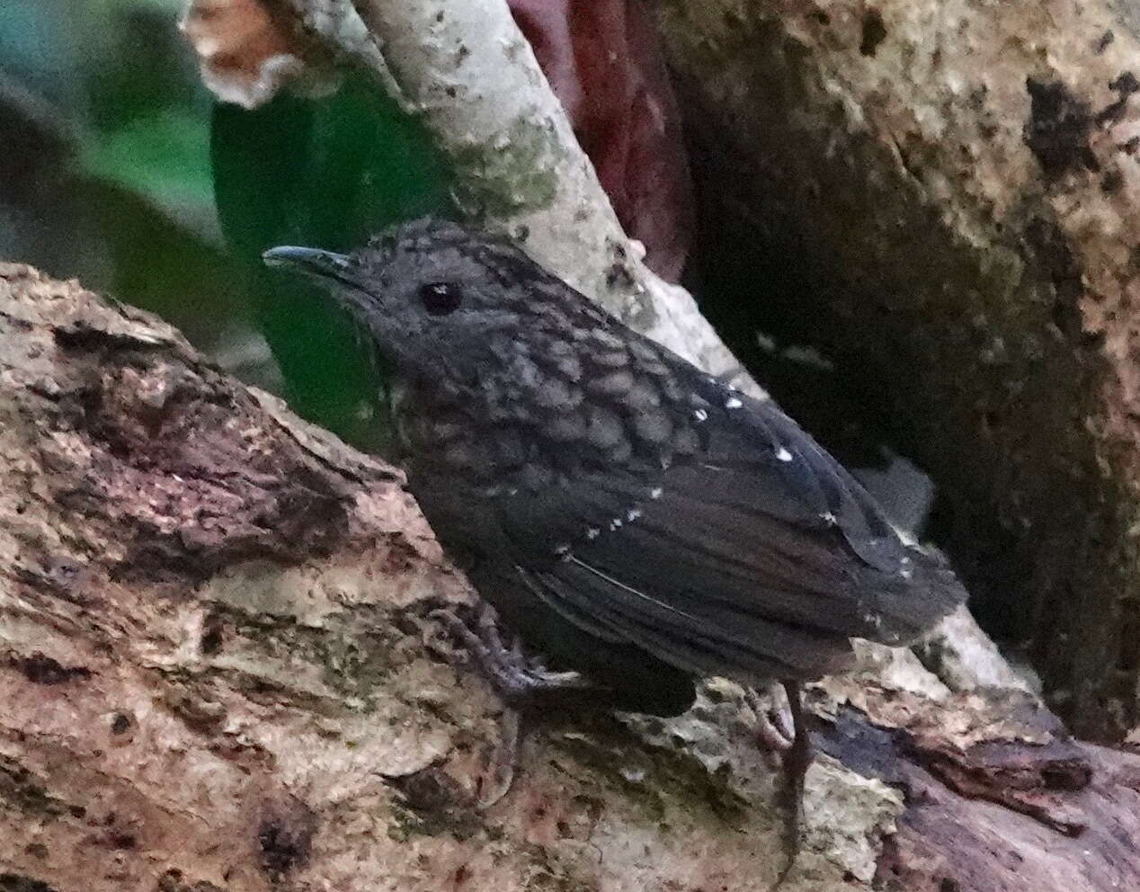 Image of Streaked Wren-Babbler