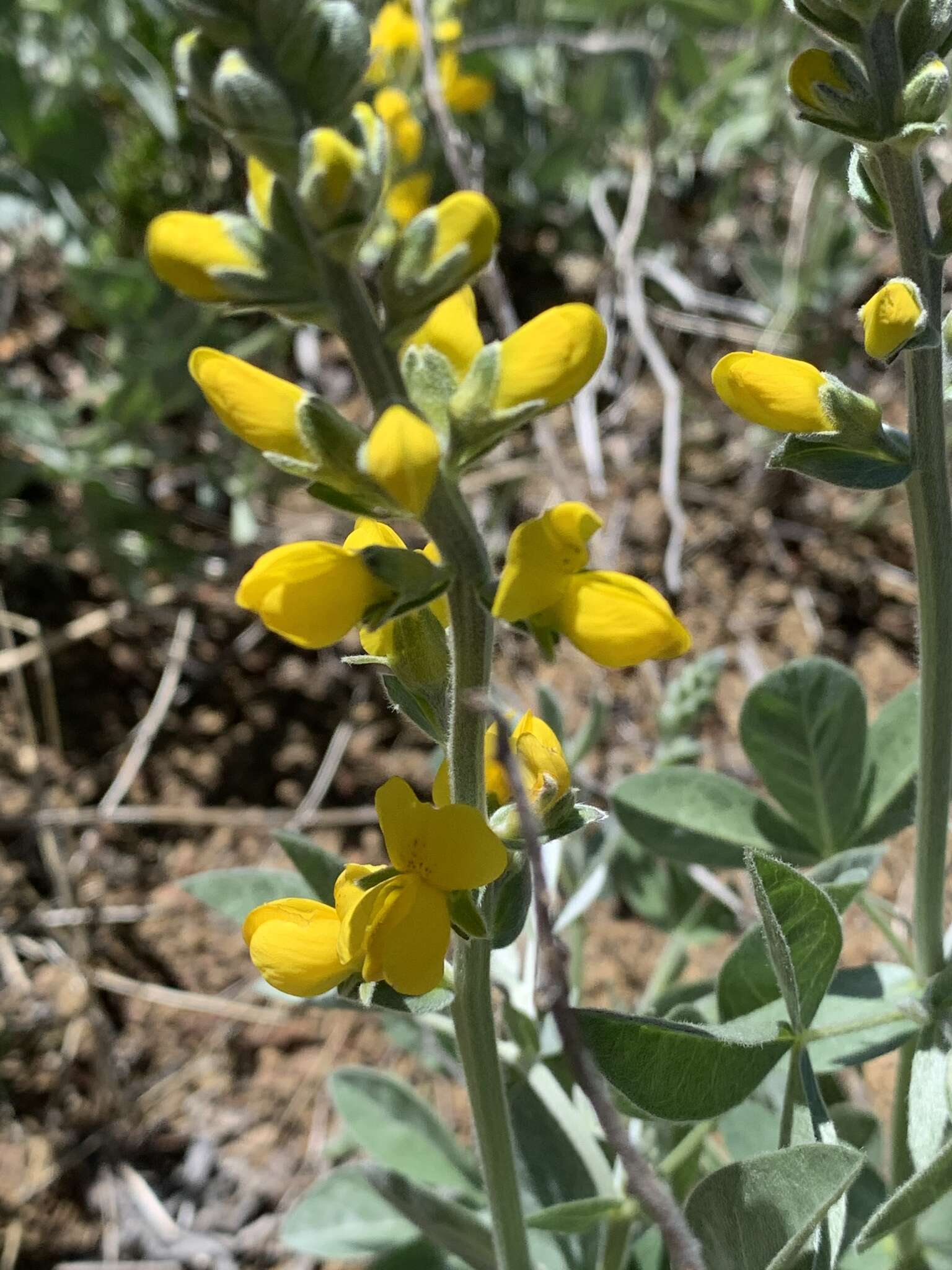 Image of California goldenbanner