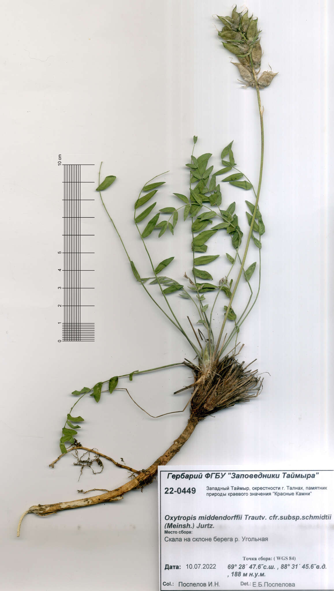 Image de Oxytropis middendorffii Trautv.