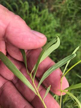 Image of Denhamia cunninghamii (Hook.) M. P. Simmons