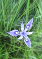 Image of Moraea elliotii Baker