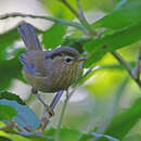 Image of Indochinese Fulvetta