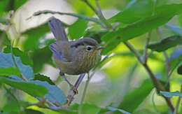 Image of Indochinese Fulvetta