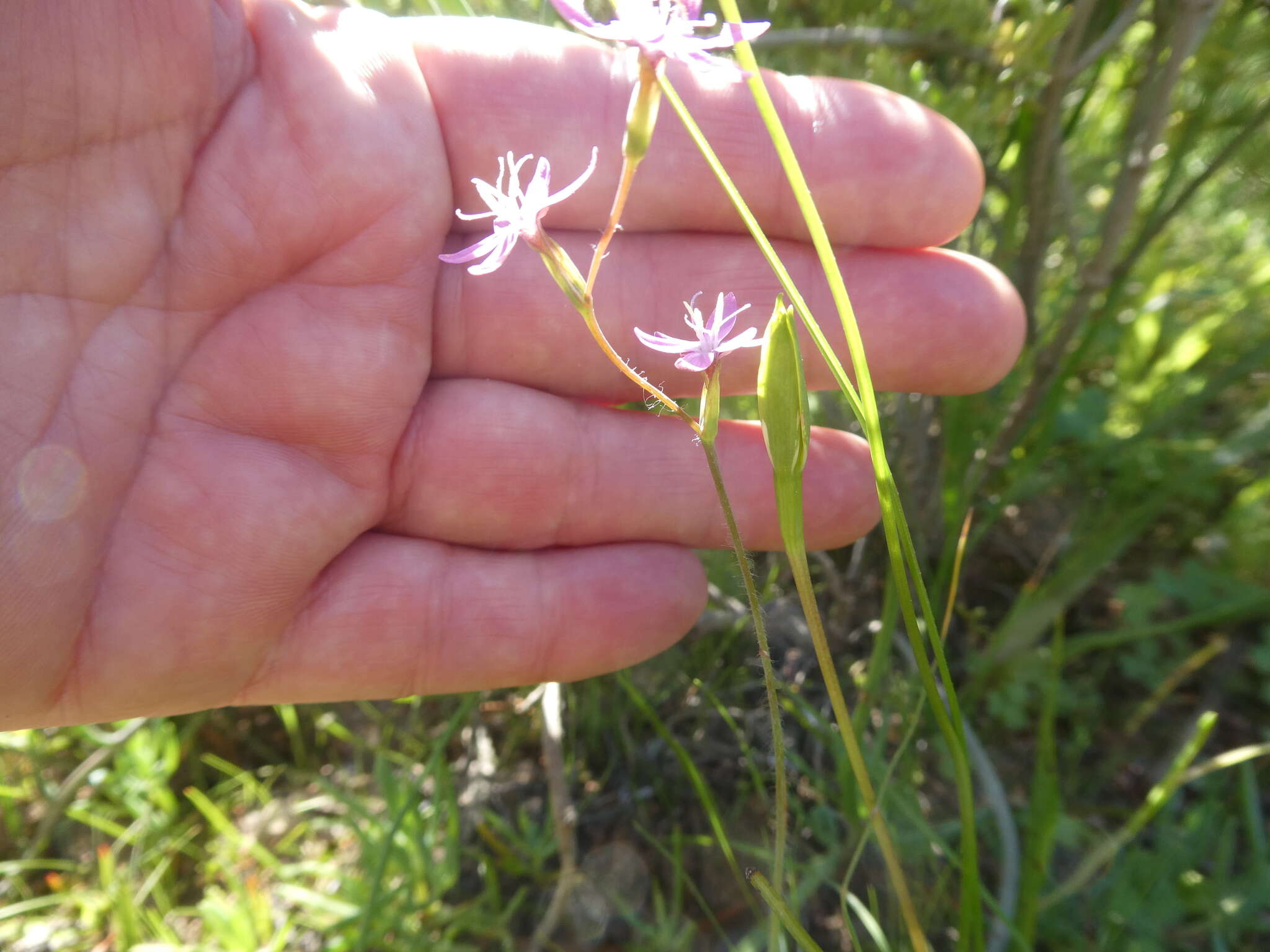 Hesperantha pilosa (L. fil.) Ker Gawl.的圖片