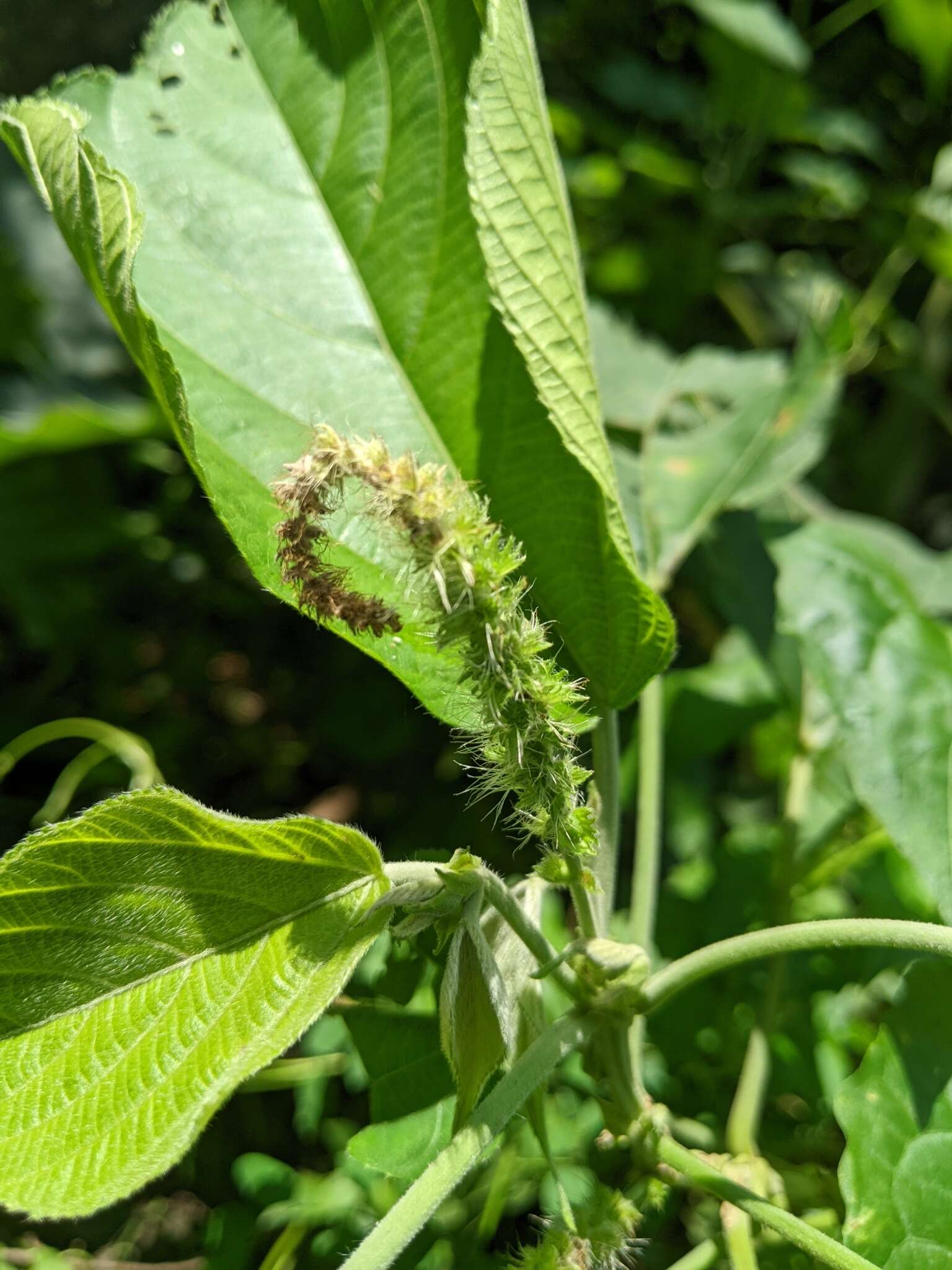 Imagem de Acalypha angatensis Blanco