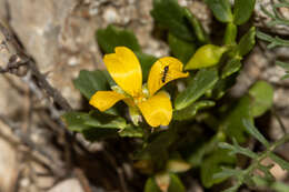 Image of Roepera crenata (F. Müll.) Beier & Thulin