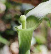 Image of Arisaema yamatense subsp. sugimotoi (Nakai) H. Ohashi & J. Murata