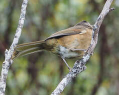 Image of Pachycephala olivacea apatetes Schodde, Mason & IJ 1999